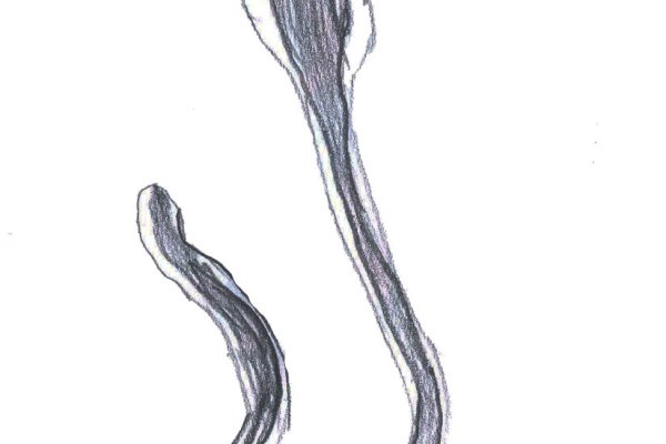 Ссылка на кракен тор